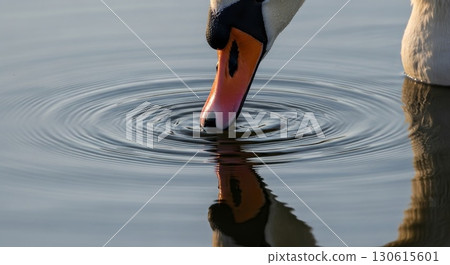 Elegant Mute Swan Drinking Water with Perfect Ripple Reflections Elegant Mute Swan Drinking Water with Perfect Ripple Reflections 130615601