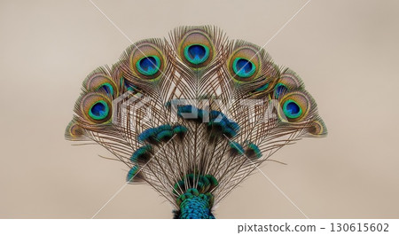 Elegant Peacock Feathers Fan Display on Neutral Background 130615602