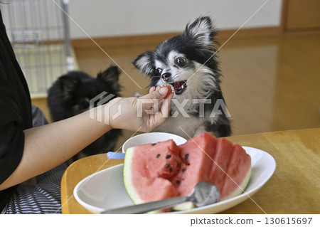 A Chihuahua eating watermelon with his female owner 130615697