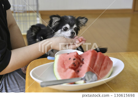 A Chihuahua eating watermelon with his female owner 130615698