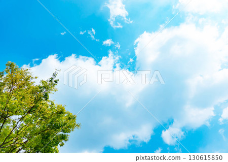 Blue sky, clouds and grove 130615850