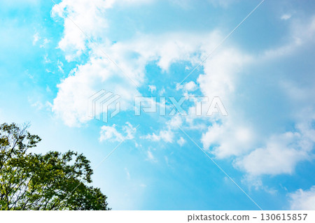 Blue sky, clouds and grove Blue sky, clouds and grove 130615857