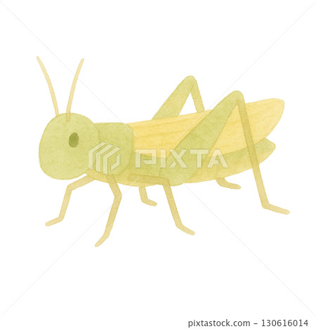 [Insect] Locust illustration 130616014