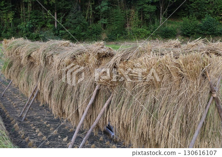 Autumn rice plantings - golden ears of rice drying in the sun 130616107