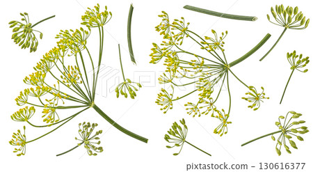 Fresh dill flowers and stalks isolated on white background with clipping path, full depth of field Fresh dill flowers and stalks isolated on white background with clipping path, full depth of field 130616377