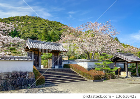 Saiki City: Kyoshintei Teahouse and cherry blossoms in full bloom 130616422