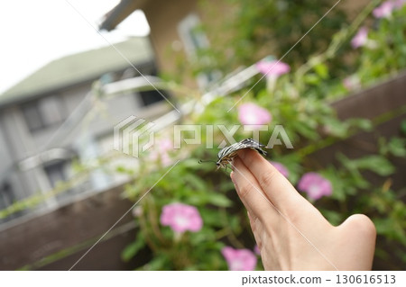 Newly emerged swallowtail butterfly adult flying away from hand 130616513