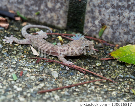 一隻小壁虎的特寫，家庭的守護者 130616817