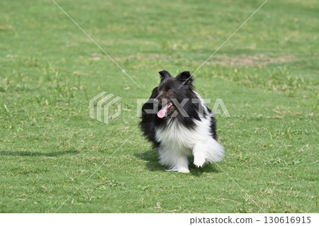 Sheltie playing in the dog run Sheltie playing in the dog run 130616915