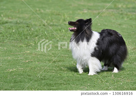 喜樂蒂牧羊犬在狗舍裡玩耍 喜樂蒂牧羊犬在狗舍裡玩耍 130616916
