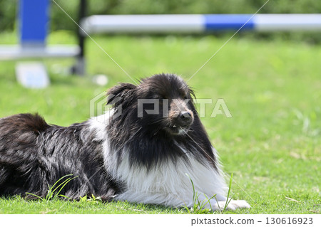 Sheltie playing in the dog run 130616923