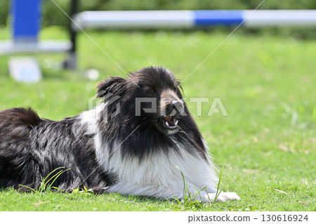 喜樂蒂牧羊犬在狗舍裡玩耍 130616924