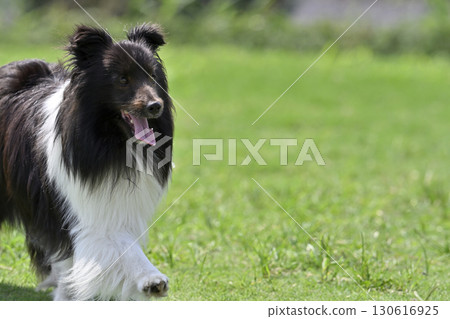 喜樂蒂牧羊犬在狗舍裡玩耍 喜樂蒂牧羊犬在狗舍裡玩耍 130616925