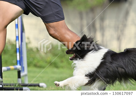 男子和喜樂蒂牧羊犬在狗舍玩耍 130617097