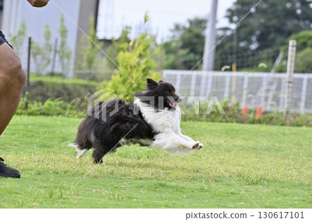 Man and Sheltie playing in dog run 130617101