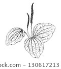 Hand drawn vector illustration of plantain Plantago major with broad ribbed leaves and flowering spikes in detailed linework, perfect for herbal tea packaging, natural medicine, apothecary labels 130617213