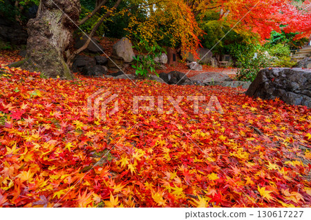 A carpet of fallen leaves in Tanpukei Valley at Shosei-en Garden in Kyoto 130617227