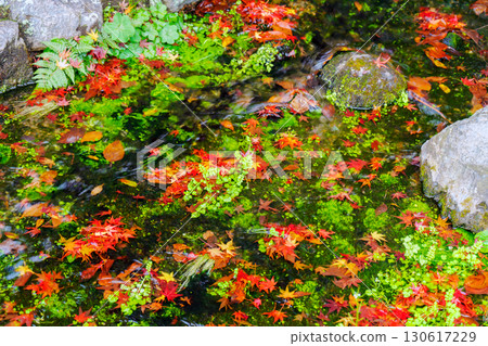 落在水的秋葉 130617229