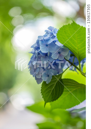 Hydrangea by the road 130617305