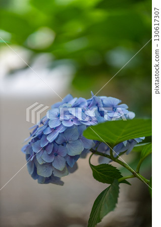 Hydrangea by the road 130617307