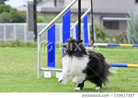 A close-up of a cool Sheltie dashing 130617387