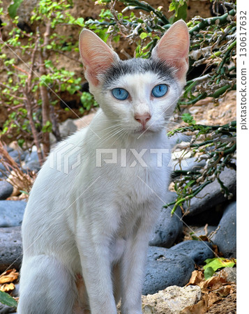 White Cat with Blue Eyes Sitting Outdoors Among Rocks and Plants 130617632