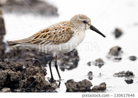 Western Sandpiper, Calidris mauri, close up Western Sandpiper, Calidris mauri, close up 130617646