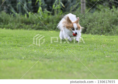 My beloved Papillon dog playing with his favorite toy at the dog run My beloved Papillon dog playing with his favorite toy at the dog run 130617655