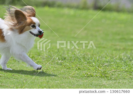 My beloved Papillon dog playing with his favorite toy at the dog run 130617660