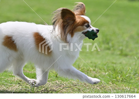 My beloved Papillon dog playing with his favorite toy at the dog run My beloved Papillon dog playing with his favorite toy at the dog run 130617664
