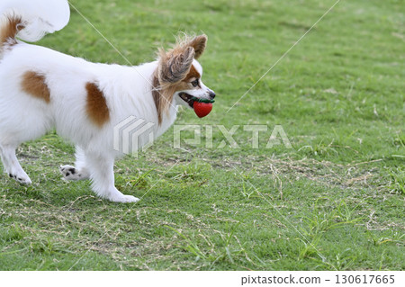 My beloved Papillon dog playing with his favorite toy at the dog run 130617665
