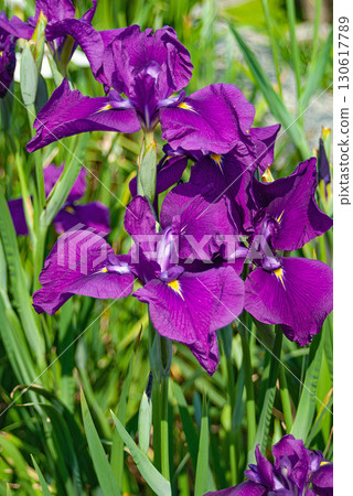 堀切鳶尾花園是江戶時代就聞名遐邇的景點，此時正值初夏，鳶尾花盛開，景色迷人。 130617789