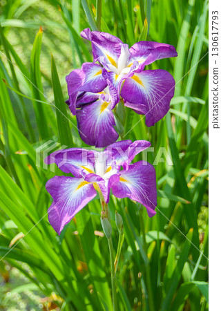 堀切鳶尾園中盛開著明亮的紫色和白色鳶尾花，這座源自江戶時代的園林景觀在初夏的陽光下熠熠生輝。 130617793
