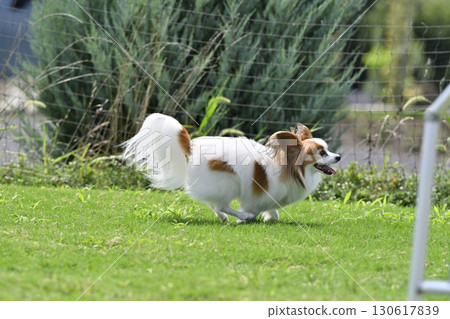 Papillon playing with a dog run 130617839