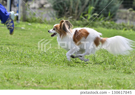 巴比龍玩狗跑 130617845