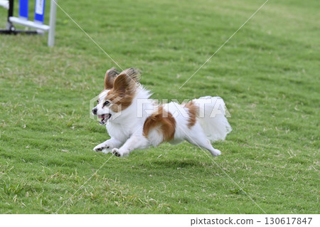 巴比龍玩狗跑 130617847