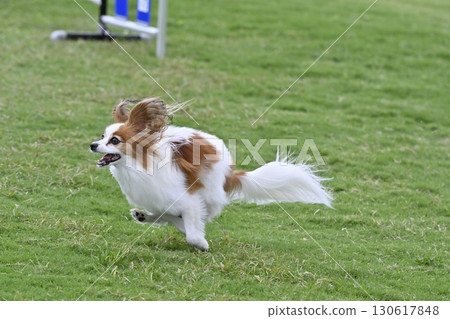 巴比龍玩狗跑 130617848