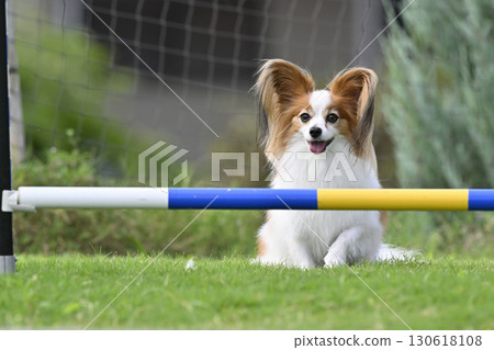巴比龍在狗跑道上玩耍,狗運動,狗敏捷性 巴比龍在狗跑道上玩耍,狗運動,狗敏捷性 130618108