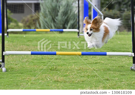 巴比龍在狗跑道上玩耍，狗運動，狗敏捷性 130618109