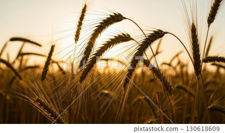 Golden wheat field at sunset with beautiful bokeh background 130618609