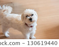 Very clever Maltese 130619440