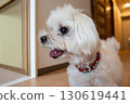 Very clever Maltese 130619441