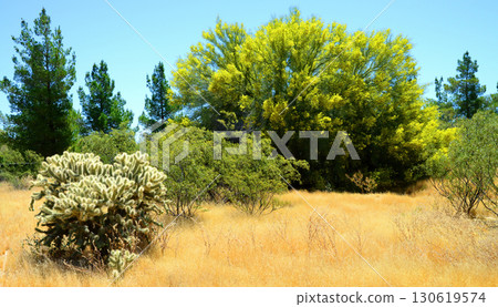 Palo Verde Tree, Sonora Desert, Spring and in bloom 130619574