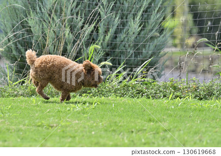 Toy poodle playing with dog run Toy poodle playing with dog run 130619668