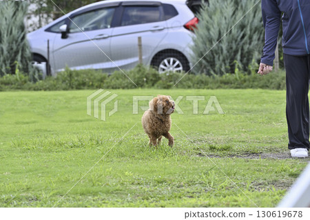 Toy poodle playing with dog run Toy poodle playing with dog run 130619678