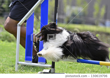 男子和喜樂蒂牧羊犬在狗舍玩耍 男子和喜樂蒂牧羊犬在狗舍玩耍 130619706