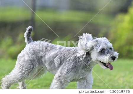 Miniature Schnauzer playing in a dog run 130619776