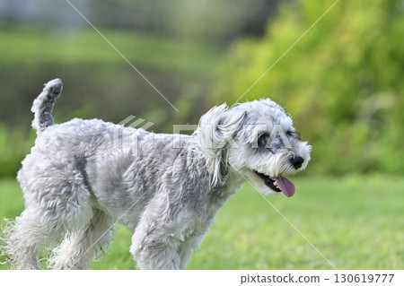 Miniature Schnauzer playing in a dog run Miniature Schnauzer playing in a dog run 130619777