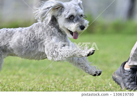 迷你雪納瑞在狗狗跑道上玩耍 130619780