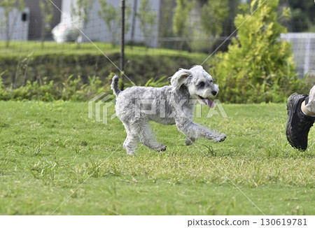 迷你雪納瑞在狗狗跑道上玩耍 130619781